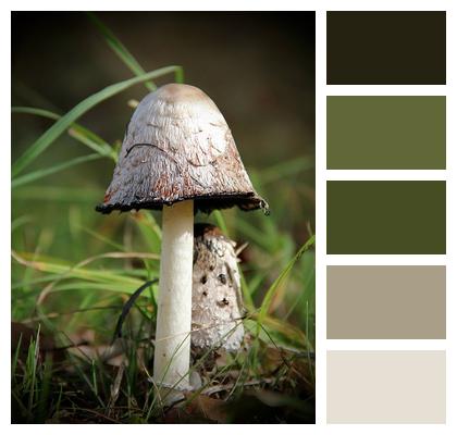Fall Forest Mushroom Mushroom Image